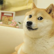 Bitwise shuts down Dogecoin ETF less than a year after launch